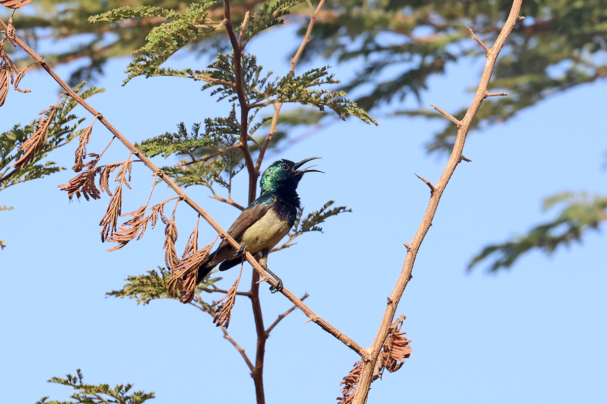 Variable Sunbird